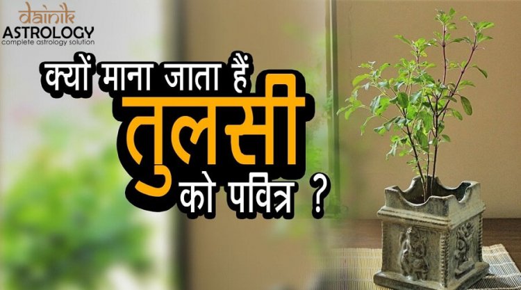 तुलसी के पौधे को हिंदू धर्म में पवित्र क्यों माना जाता है?